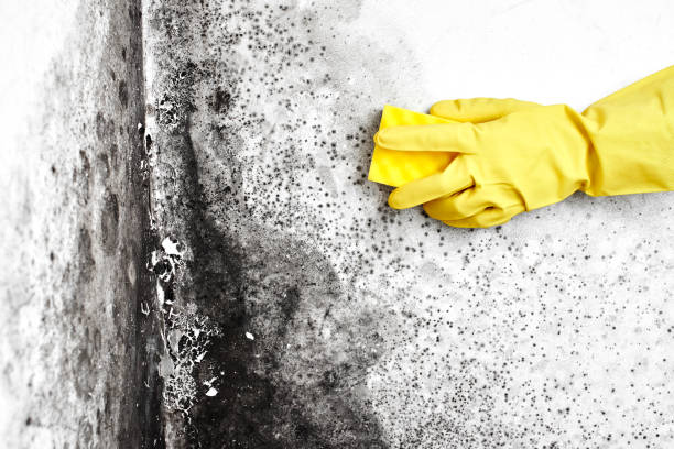 Best Air Quality Testing for Mold Spores  in Garden View, PA