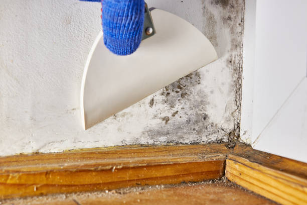 Best Real Estate Mold Inspection  in Garden View, PA