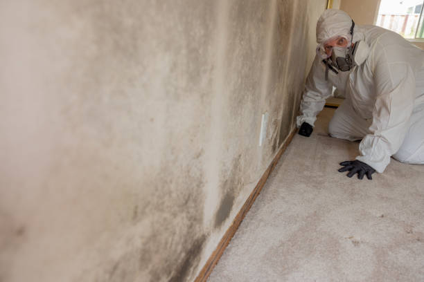 Biohazard Mold Removal in Garden View, PA